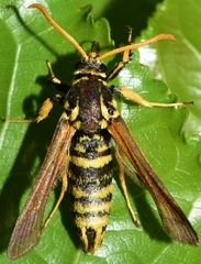 Paranthrene tabaniformis synagriformis