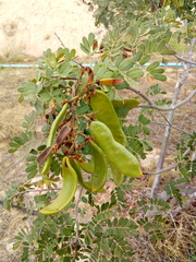 Libidibia ferrea ferrea