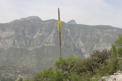 Agave victoriae-reginae