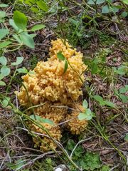 Ramaria flava