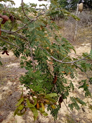 Libidibia ferrea ferrea