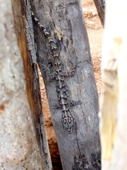 Phyllopezus pollicaris