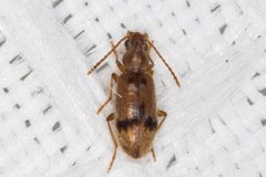 Notoxus desertus