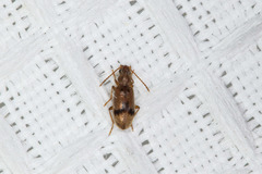 Notoxus desertus