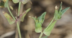 Euphorbia peplidion