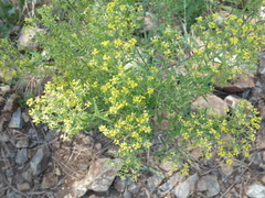 Odontarrhena muralis