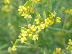 Odontarrhena muralis