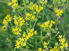 Odontarrhena muralis