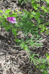 Ipomoea leonensis