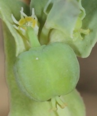 Euphorbia peplidion