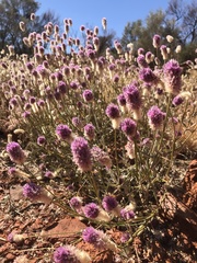 Ptilotus helipteroides