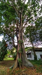 Ceiba samauma