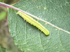 Scoliopteryx libatrix