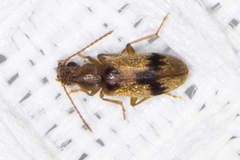 Notoxus desertus
