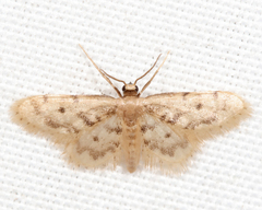Idaea bonifata
