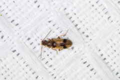 Notoxus desertus