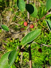Cotoneaster integerrimus