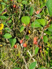 Cotoneaster integerrimus
