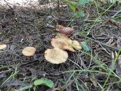 Agaricales