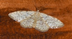 Idaea alyssumata