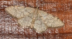 Idaea alyssumata