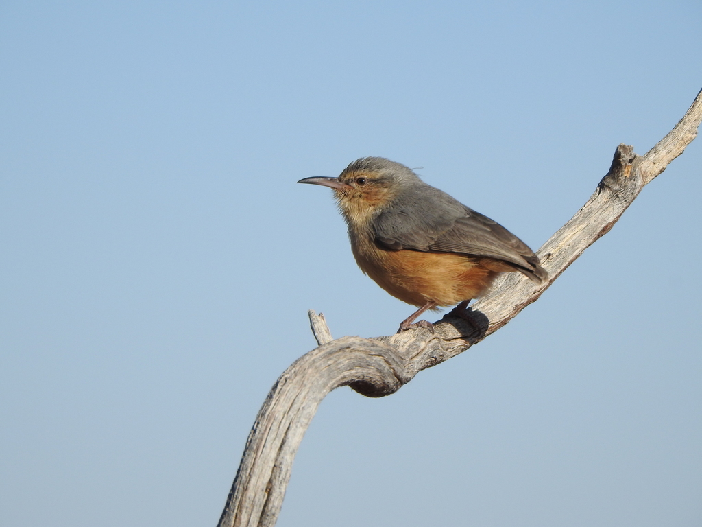 Long-billed Crombec photo
