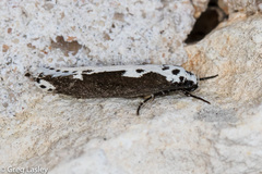 Ethmia semilugens