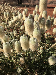 Ptilotus xerophilus