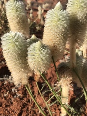 Ptilotus xerophilus