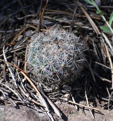 Escobaria dasyacantha