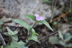 Tradescantia brevifolia