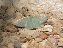 Phaiogramma