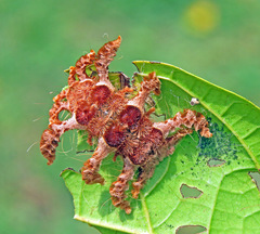 Phobetron hipparchia