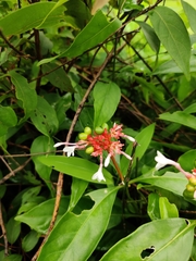Rauvolfia serpentina