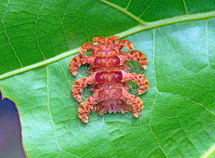 Phobetron hipparchia