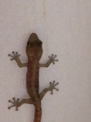 Afrogecko porphyreus