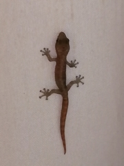 Afrogecko porphyreus