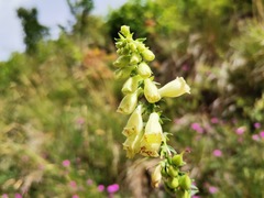 Digitalis micrantha