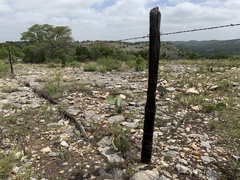 Senegalia berlandieri