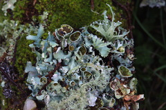 Parmotrema reparatum