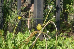 Spinus barbatus