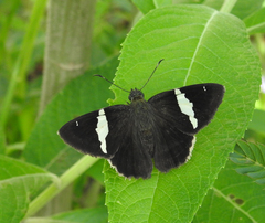 Autochton bipunctatus