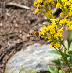 Tharsalea dorcas sangremar