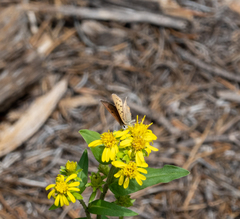 Tharsalea dorcas sangremar