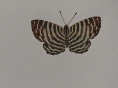 Hyphilaria thasus
