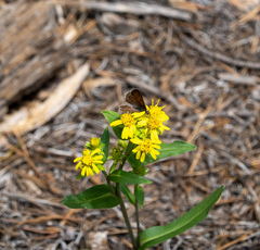 Tharsalea dorcas sangremar