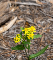 Tharsalea dorcas sangremar