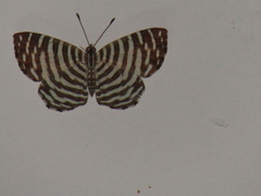 Hyphilaria thasus