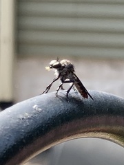 Heteropogon macerinus