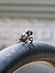 Heteropogon macerinus